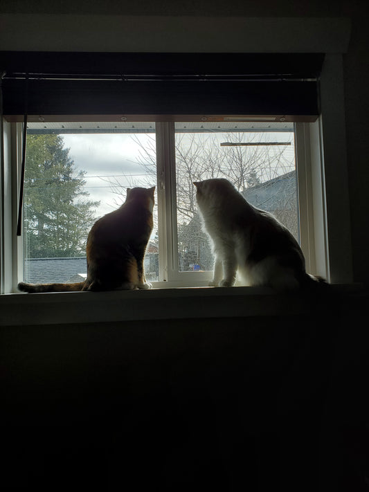 Cats dual